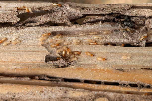 Best Best Pest Control Companies  in Camp Wood, TX