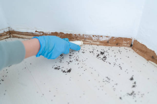 Best Pest Inspection Near Me  in Camp Wood, TX